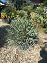 Yucca Rostrata
